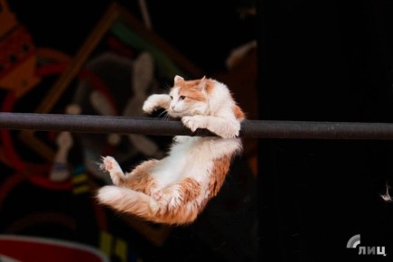 Дмитрий Куклачев: «Животные из зоны боевых действий могут быть прекрасными компаньонами» Мы в прошлом году спасли трех фронтовых котов: двух с Донецкого направления и одного с Курского