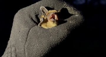 � �������� ������������ ��������� �� ���� ���� ������������� ������� �����