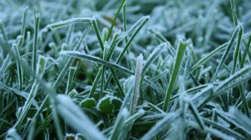 Ночью в ЛНР ожидаются заморозки до -4°C