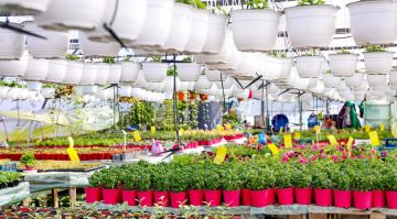 Злаковые травы становятся новым трендом ландшафтного дизайна на Луганщине — цветовод