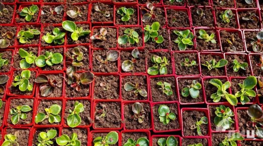 Питомник «Цветочный двор», расположенный в луганском селе Роскошное, расширяет площади выращивания: обустроить дополнительную площадку планируется в ближайшее время