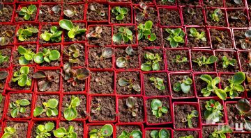 Луганский питомник «Цветочный двор» расширяет площади выращивания