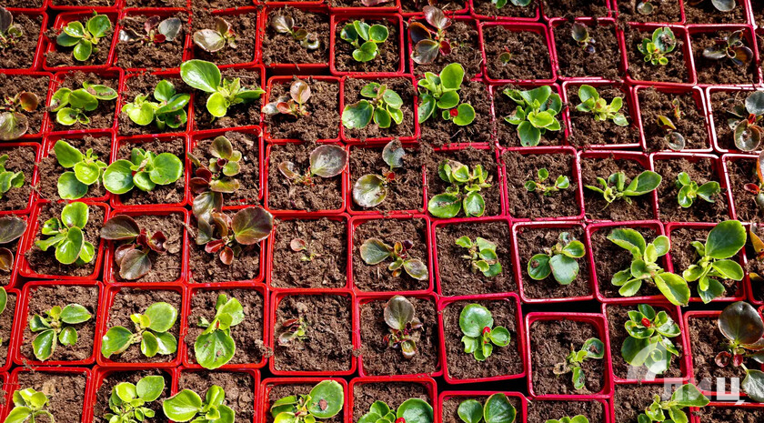 Луганский питомник «Цветочный двор» расширяет площади выращивания