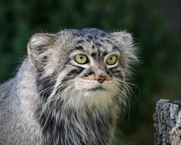 ����� �������� �������� ����������� �������� ����� ������� �� ������� ��� ������