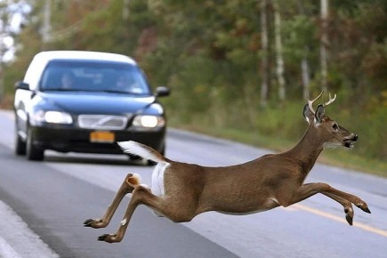 За наезд на животное и бегство с места ДТП могут лишить прав