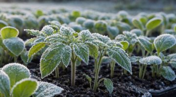 �� ����� 3 �������� ��������� � ��� ����� � ����� 17 ������. �� ���� �������� �����-������ �������� ���������� ��� ������ �� ��� �� ������� �� ���������� �� ����������������� � ����������� ���������� ����� �� ����������