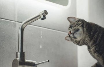 � ��������� �������� ���������� 23 ������ � 8:00 ����� �������� ���������� ������ ���� � ���� ��������� �������