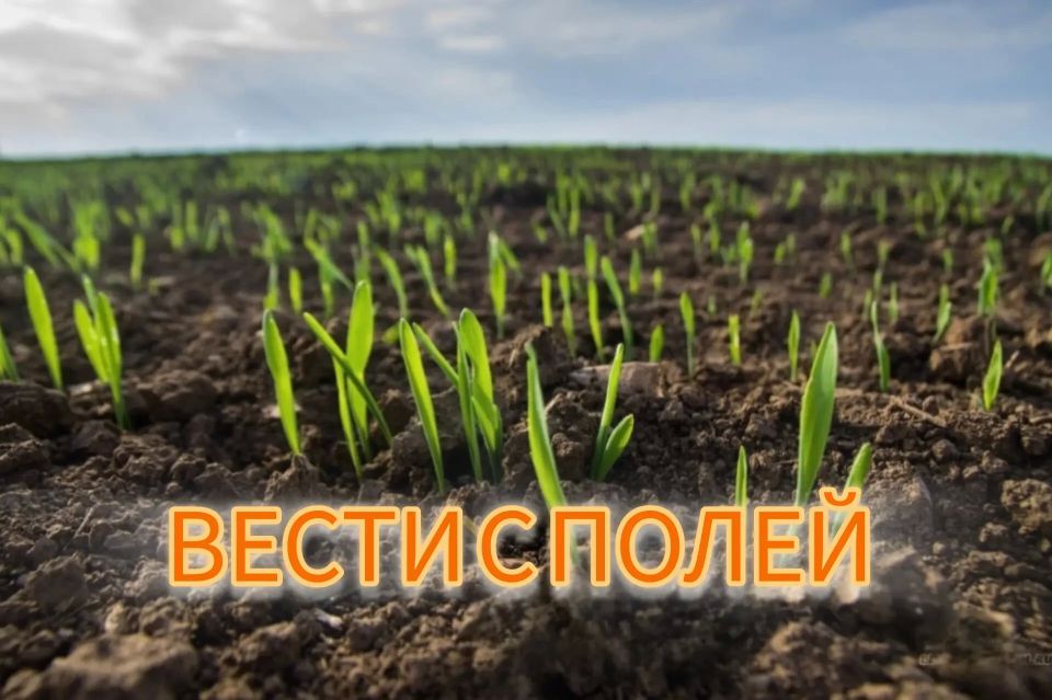 �������� �������� 2026 ���� � ��� �������� �������