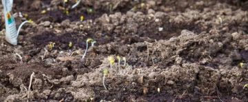 ������ �������: �������� �������� �������� 2026 ���� � ���: ������� ���������� ����� �����