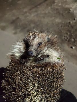 17 ��� �� ���������� ��������� �������� ���������� ����� ������� � ������������