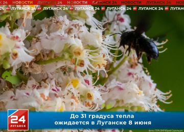 До 31 градуса тепла ожидается в Луганске в понедельник, 8 июня
