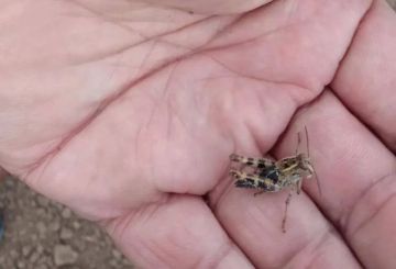 В ЛНР локализовали очаг саранчи