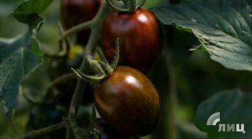 Семья станичных овощеводов планирует освоить эксклюзивные сорта томата