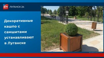 Декоративные кашпо с самшитами устанавливают в Луганске