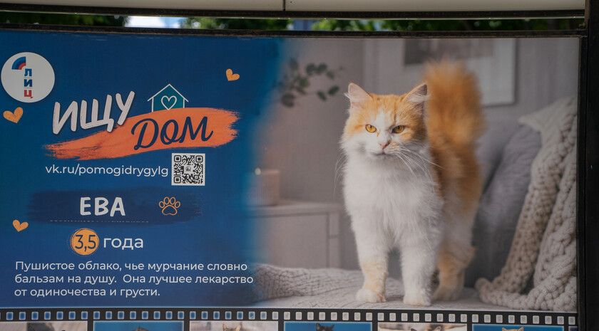 НКО «Территория добра» и ЛИЦ открыли в центре Луганска фотовыставку животных из приюта