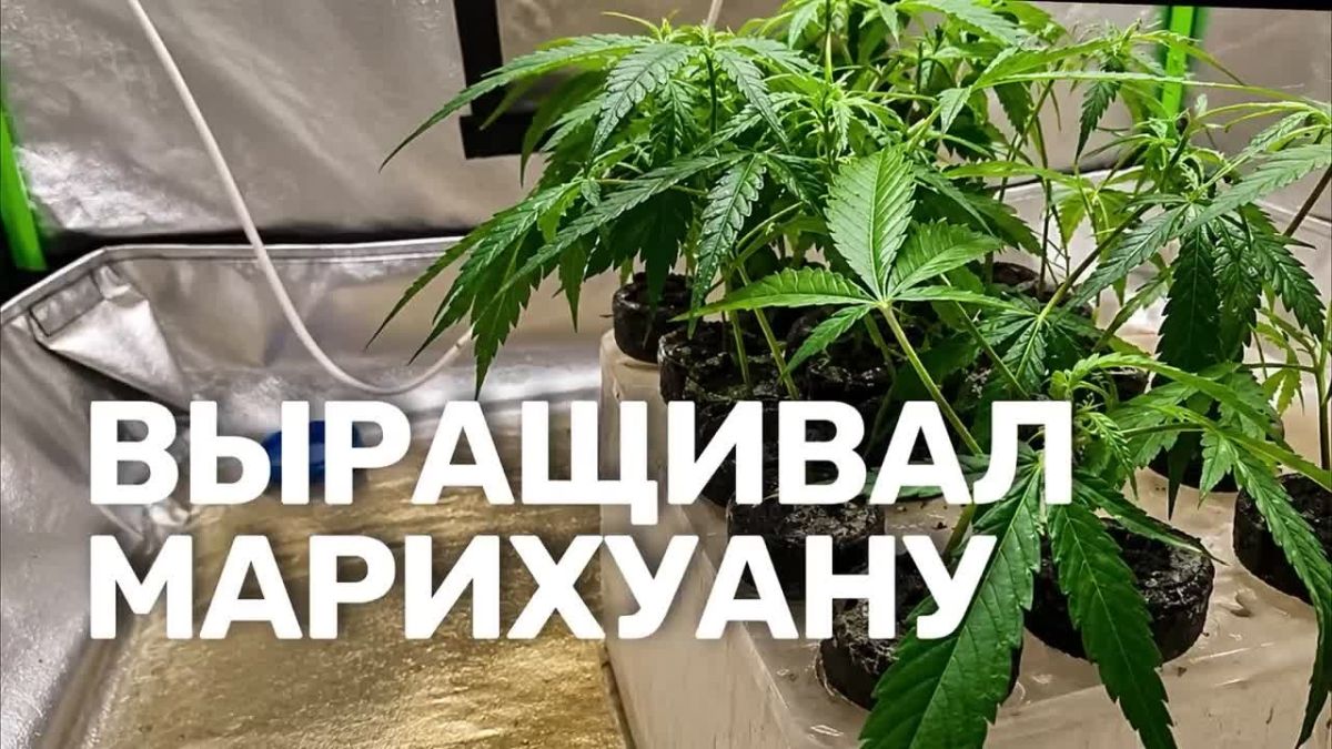 Наркоконтроль изъял у жителя Республики крупную партию марихуаны