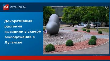 Декоративные растения высадили в сквере Молодоженов в Луганске