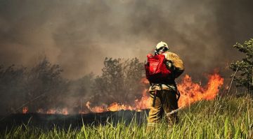Ландшафтные пожары за сутки охватили около 125 га земли в ЛНР