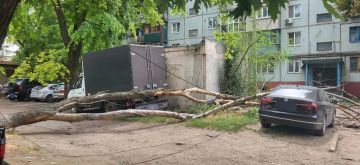 В Луганске сухое дерево упало на автомобиль