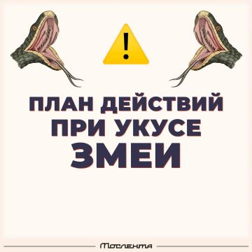 Помощь при укусе змеи. . Укус ядовитой змеи опасен: он вызывает боль, отёк, покраснение, а через 20–40 минут могут появиться признаки шока — головокружение, тошнота, слабость, падение давления