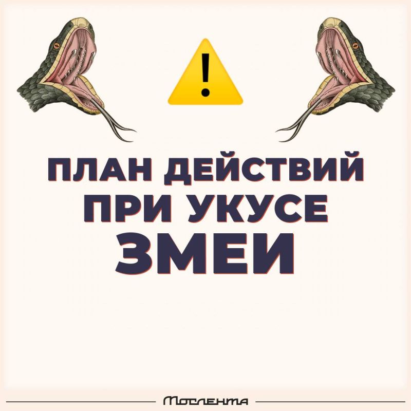 Помощь при укусе змеи. . Укус ядовитой змеи опасен: он вызывает боль, отёк, покраснение, а через 20–40 минут могут появиться признаки шока — головокружение, тошнота, слабость, падение давления