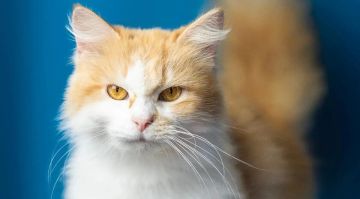 Кошка Ева и собака Мэри обрели хозяев благодаря выставке ЛИЦ и «Территории добра»