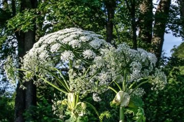 ������������� ��� ��������� �������� ������� ��������, ���������� �����������