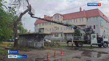 Более 900 аварийных деревьев спилили и обрезали в Луганске с начала года