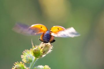 ������ � ��� 6 �������: ���������� ����