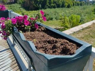Хулиганы уничтожили на Нижнетагильском мосту петуньи в кашпо