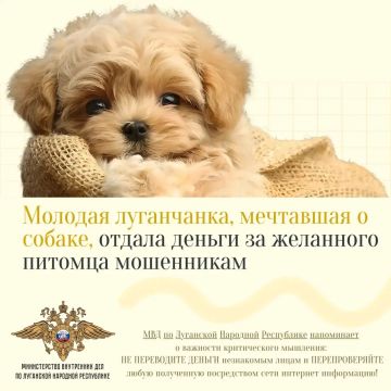 Молодая луганчанка, мечтавшая о собаке, отдала деньги за желанного питомца мошенникам