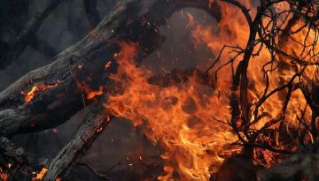 Огонь на 32 гектарах: после падения БПЛА в Новоайдарском округе объявлена повышенная готовность