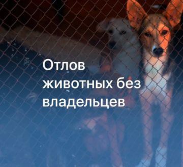 Администрация Луганска напоминает, куда и как заявить о животных без хозяина