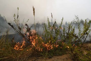 В ЛНР объявили чрезвычайную пожароопасность до 23 августа