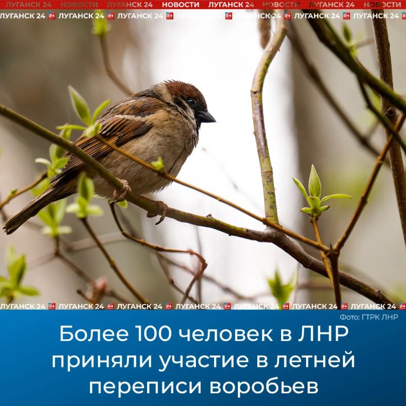 Более 100 человек в ЛНР приняли участие в летней переписи воробьев