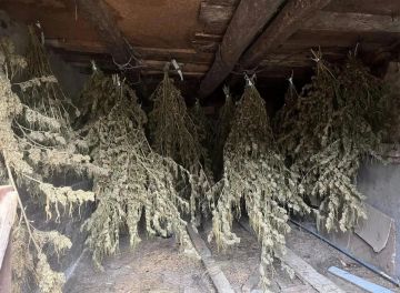 В Белокуракино у местного жителя изъяли 5,7 кг марихуаны