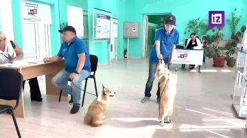 На избирательный участок в Луганске наведался отряд корги — пушистые устроили для избирателей настоящее представление