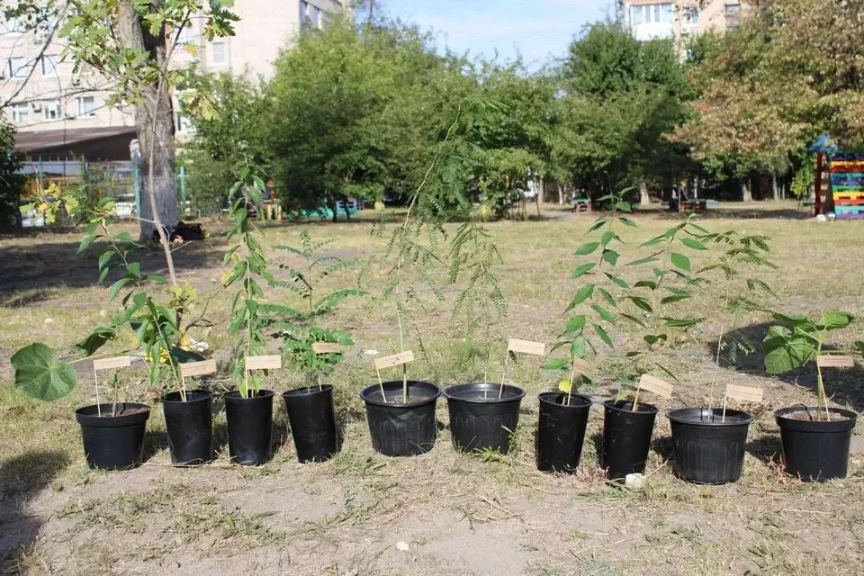 Гледичия, софора и гинкго билоба: саженцы редких растений выращивают в ЛНР